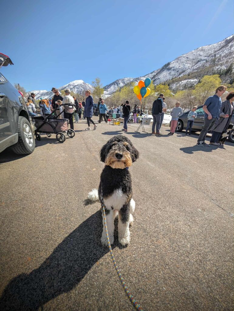Dog practicing calm behavior in a busy outdoor setting