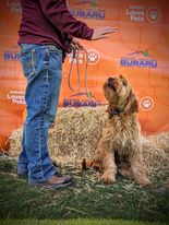 Dog attending to a handler during training